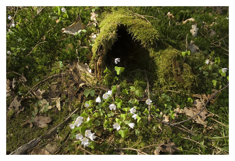 Frühling mit Herbstresten