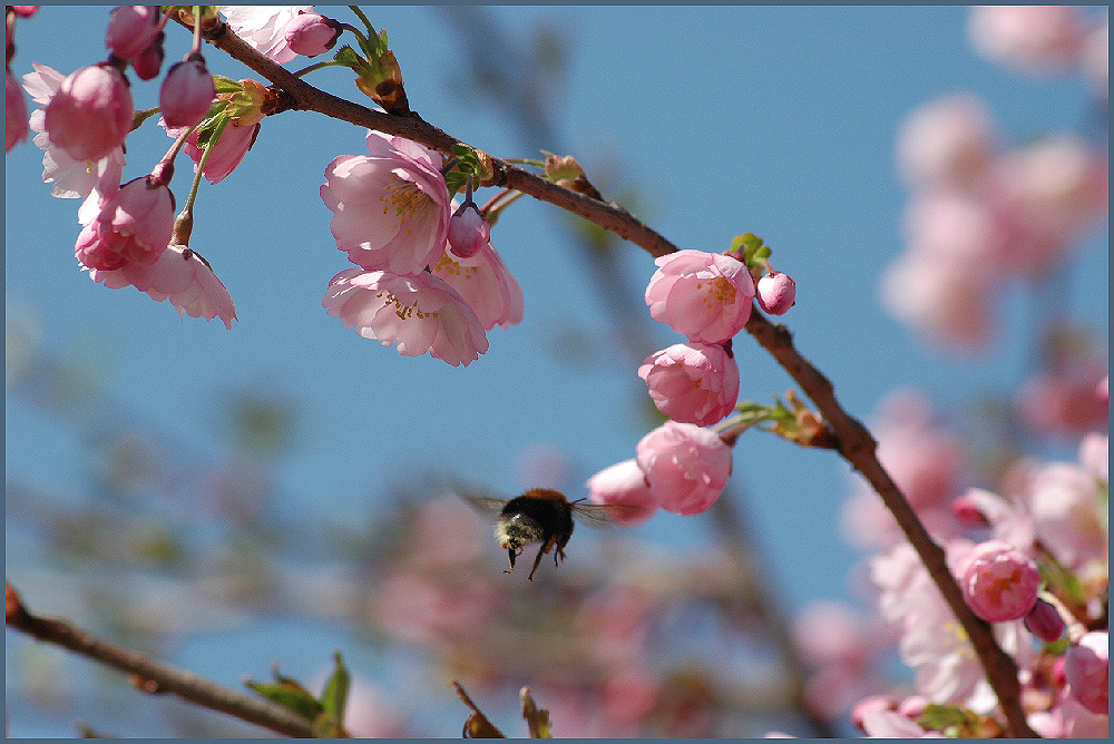 Frühling mit Hummel