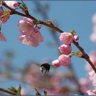 Frühling mit Hummel