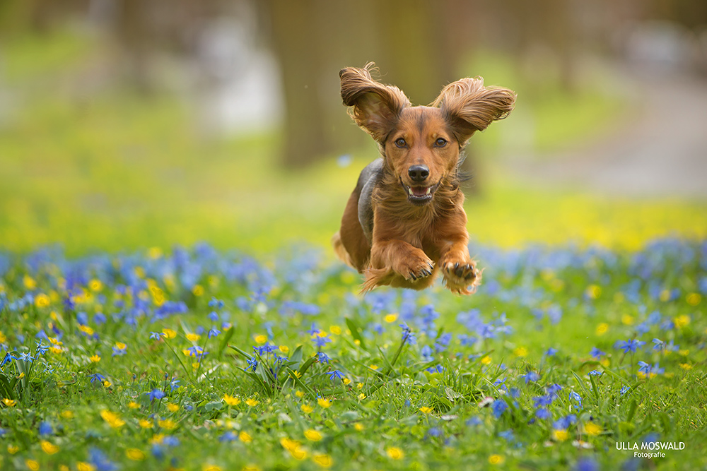 ...Frühling mit Leni...