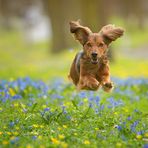 ...Frühling mit Leni...