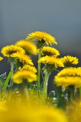 Frühling mit Löwenzahn