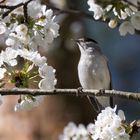 Frühling mit Mönchsgrasmücke