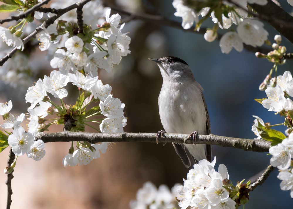 Frühling mit Mönchsgrasmücke