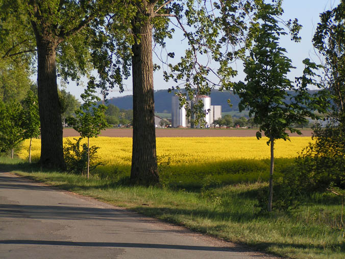 Frühling mit Raps