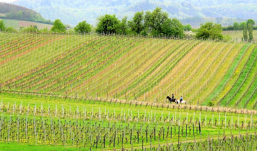 Frühling mit Reitern in der Vorderpfalz