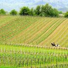 Frühling mit Reitern in der Vorderpfalz