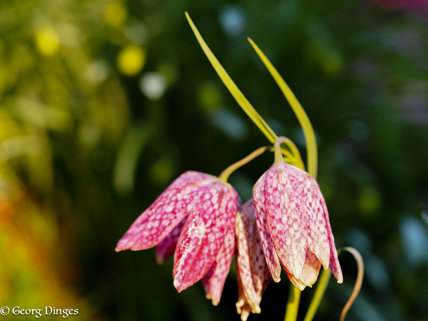 Frühling mit Schachbrettblume, sie ist nicht die erste, doch .. 10.4.18 