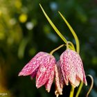 Frühling mit Schachbrettblume, sie ist nicht die erste, doch .. 10.4.18 