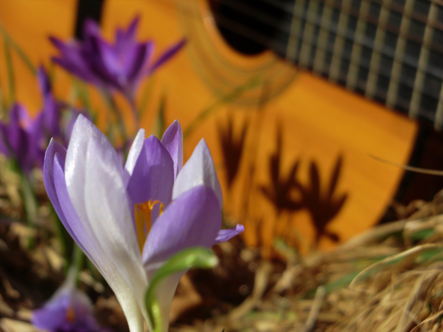 Frühling mit Schatten