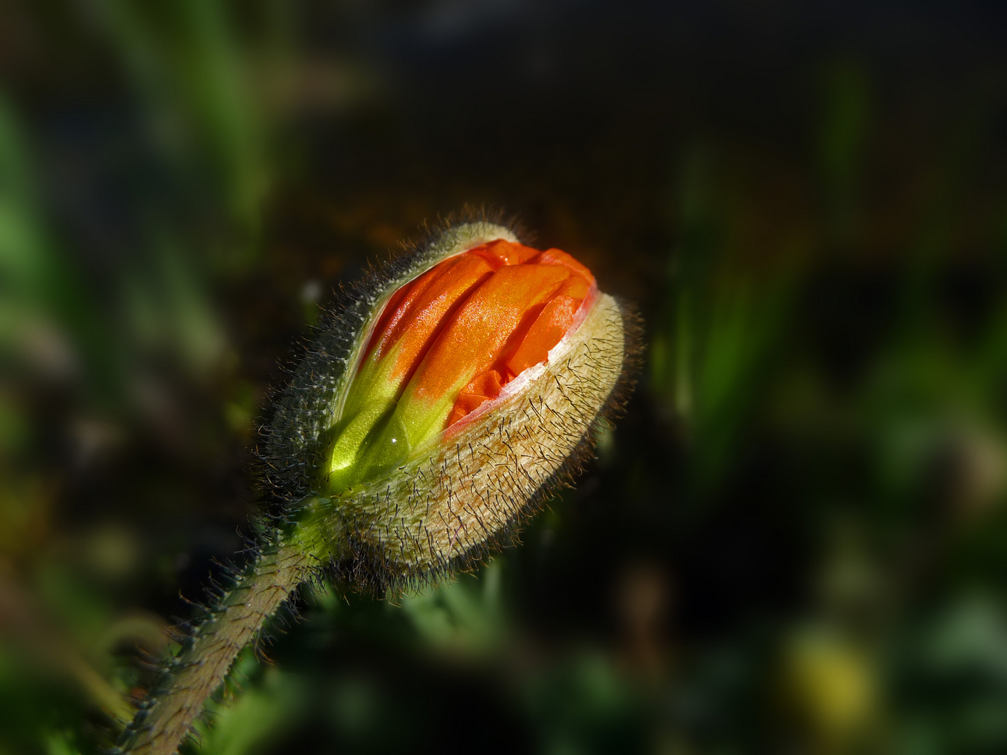 Frühling mit Träne