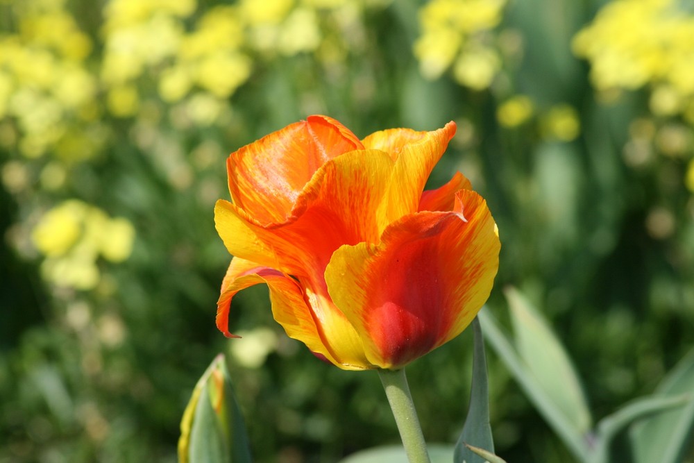 Frühling mit Tulpen