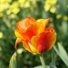 Frühling mit Tulpen