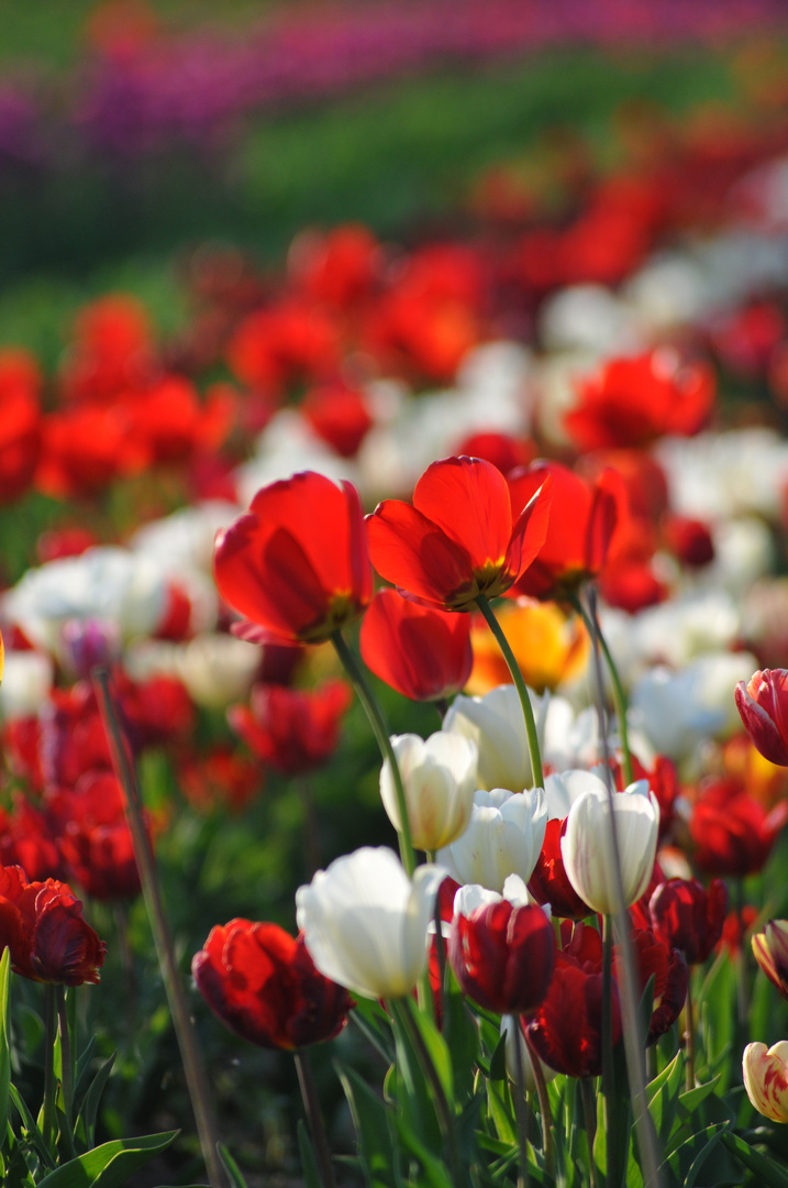 Frühling mit Tulpen