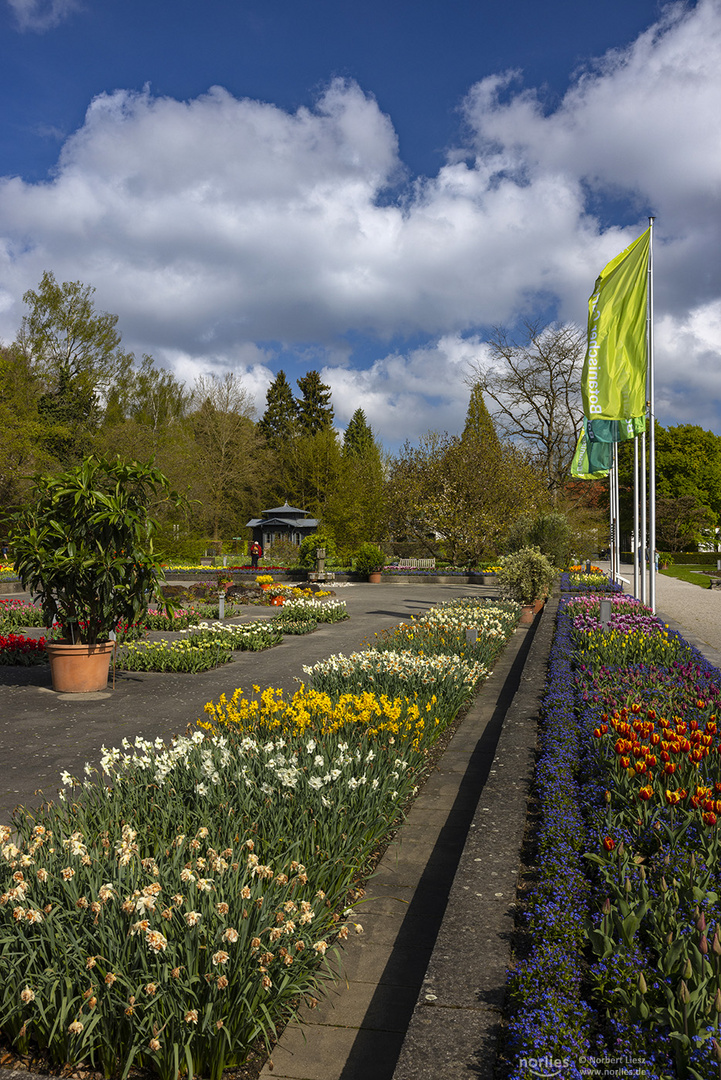 Frühling mit Tulpenblüte