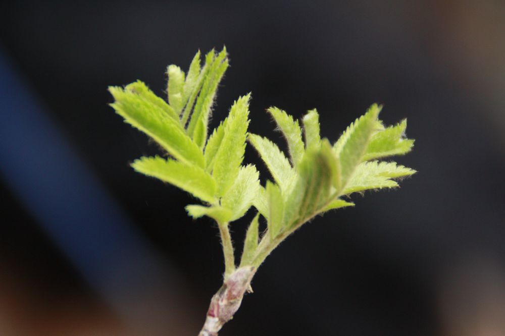 Frühling mit viel Kraft