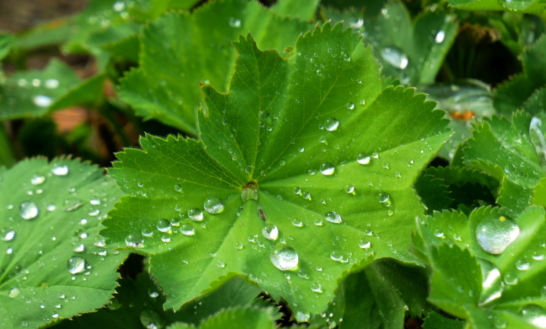 Frühling mit Wassertropfen