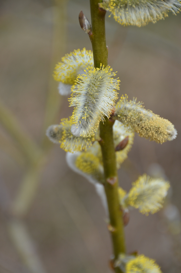 Frühling  mit Weidenkätzchen 