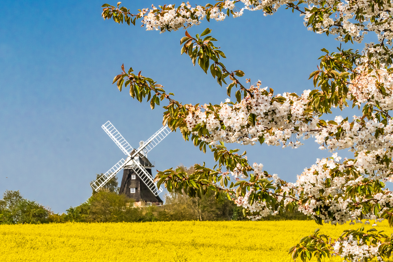 Frühling mit Windmühle in Klütz