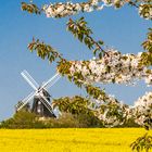 Frühling mit Windmühle in Klütz