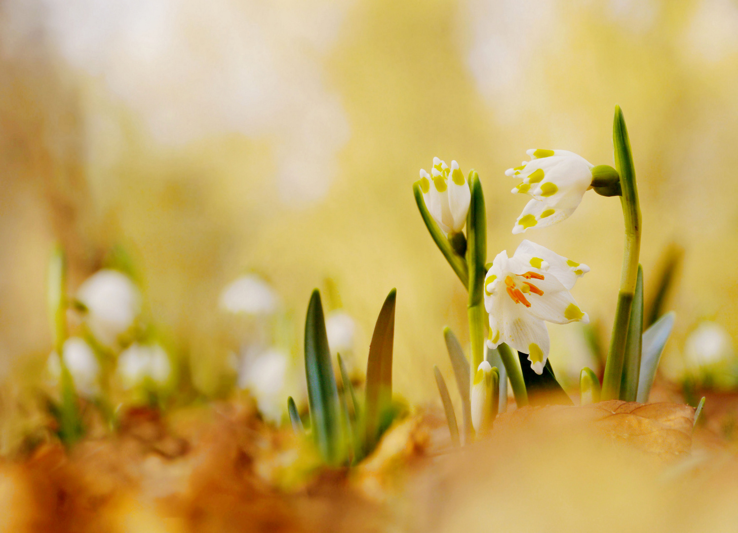 Frühling Mitte Februar