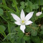 Frühling mitten in Wien