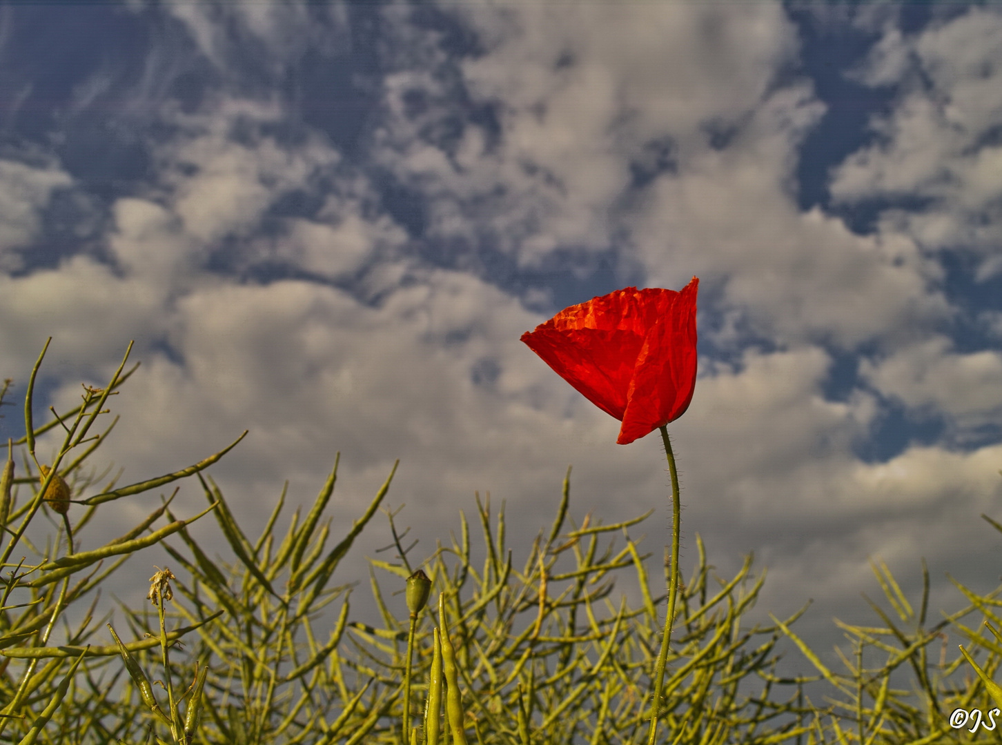 Frühling, Mohnblume im Feld