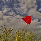 Frühling, Mohnblume im Feld