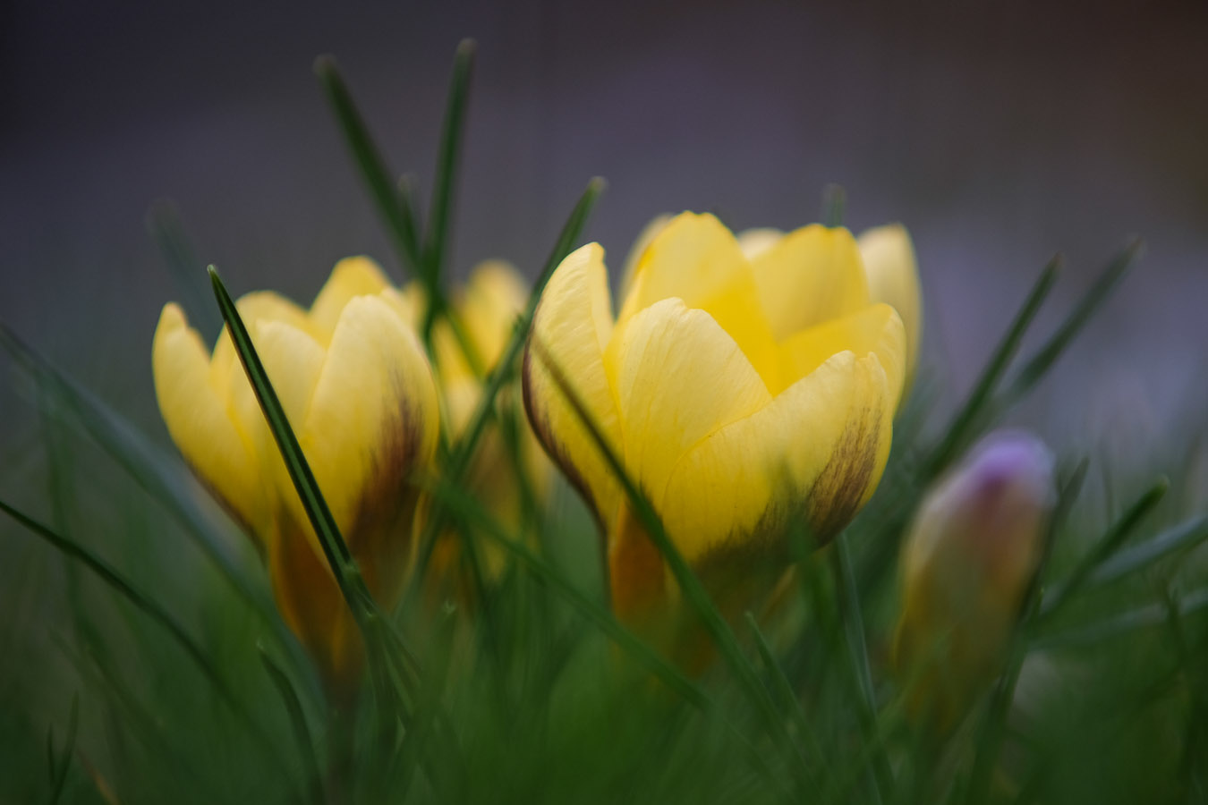 Frühling naht