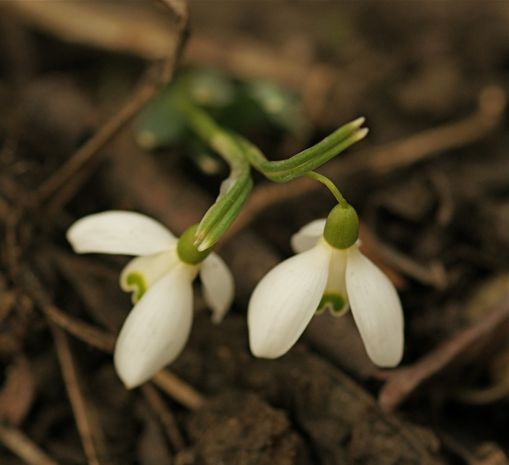 ..... Frühling naht (1)