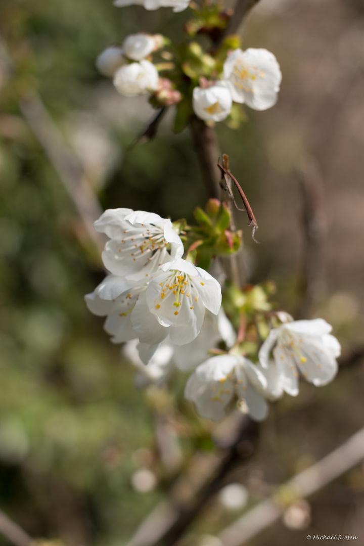 Frühling naht