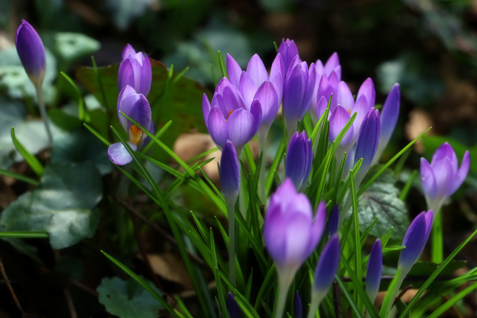 Frühling naht