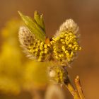 Frühling naht - Die erste Nahrung