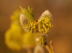 Frühling naht - Die erste Nahrung