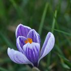 Frühling naht - Krokus