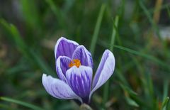 Frühling naht - Krokus