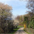 Frühling neben der A 8