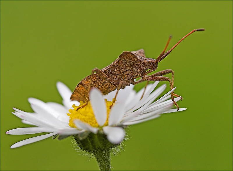 Frühling nenn ich dieses Bild