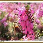 Frühling .. neues Freuen (mit Gedicht)