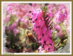 Frühling .. neues Freuen (mit Gedicht)