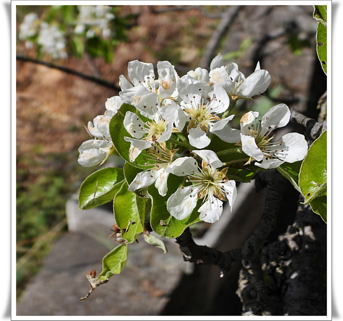 Frühling, nicht nur am Lago Maggiore