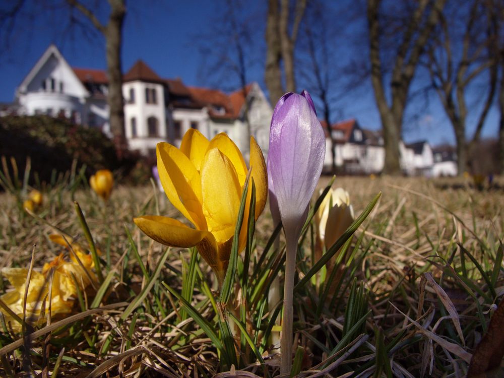 Frühling No.1