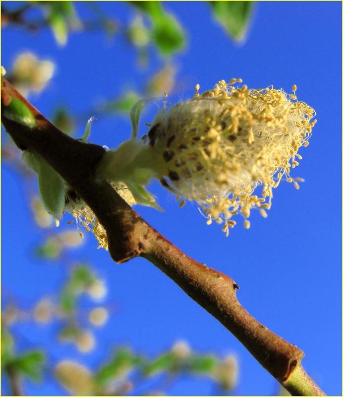 frühling nr2