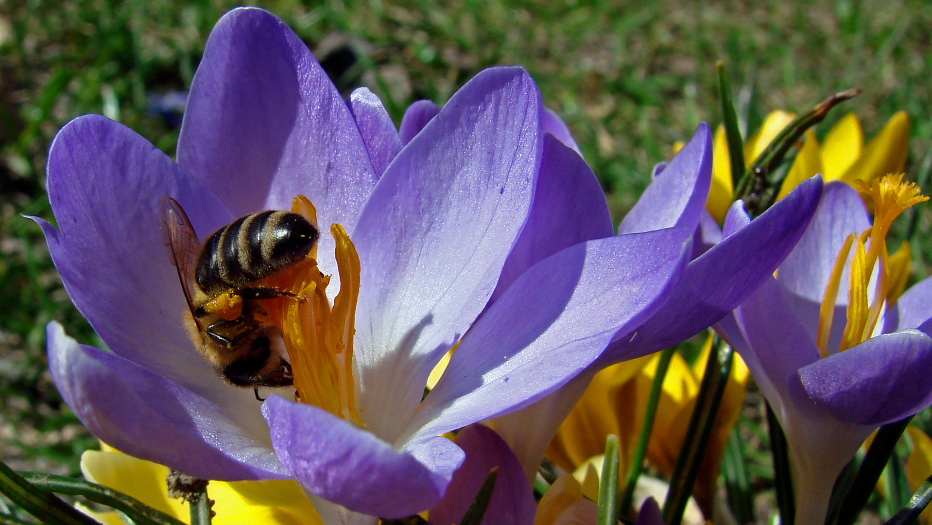 Frühling nun doch da ???