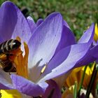 Frühling nun doch da ???