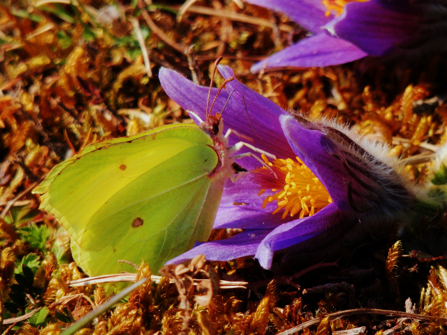 FRÜHLING, nun ist er da