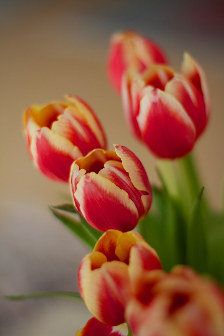 Frühling - nun komm endlich!