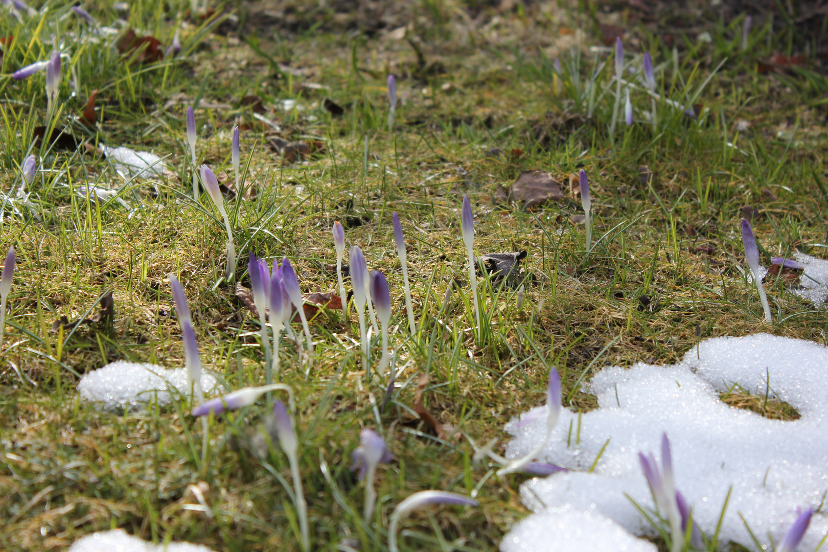 Frühling nun komm endlich..