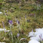 Frühling nun komm endlich..