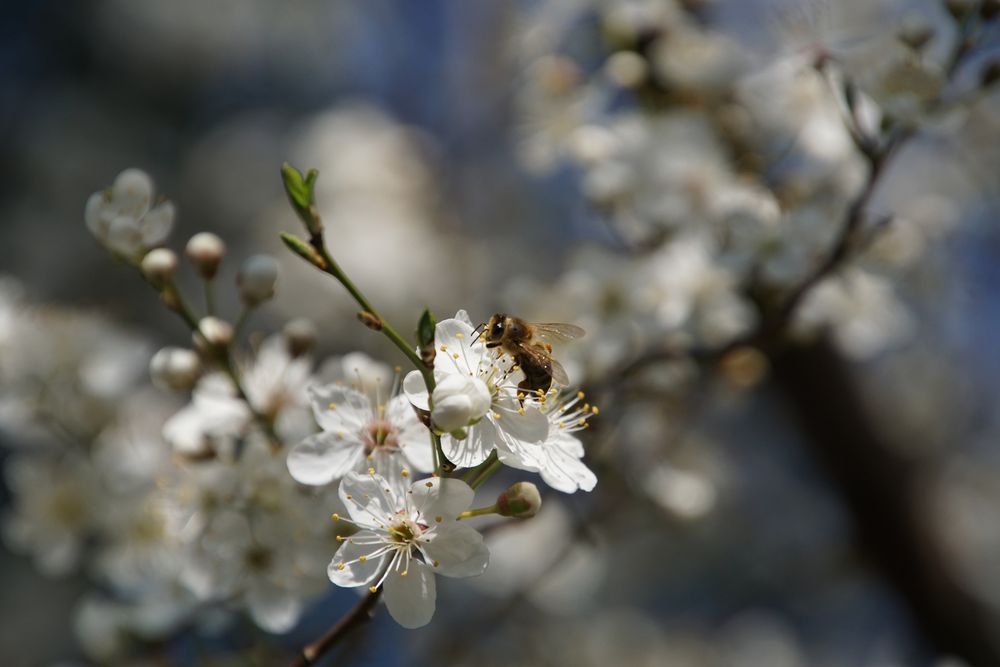 Frühling oder Biene auf Schlehenblüte